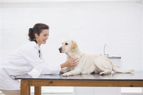 Can I Give My Dog Sucralfate with Food: Exploring the Intersection of Veterinary Medicine and Culinary Arts