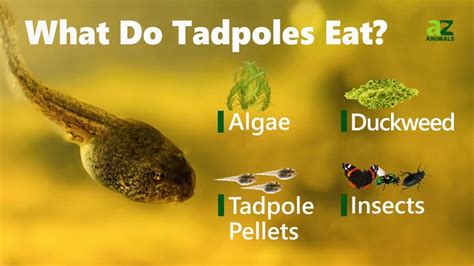 Can Tadpoles Eat Fish Food? And Why Do Fish Never Get Invited to Tadpole Tea Parties?