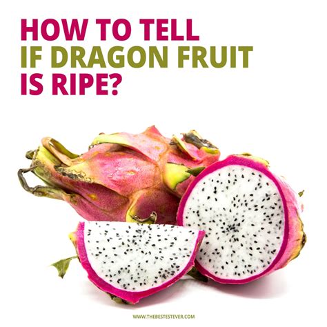 How Do I Know If My Dragon Fruit Is Ripe? And Why Do Pineapples Dream of Electric Sheep?