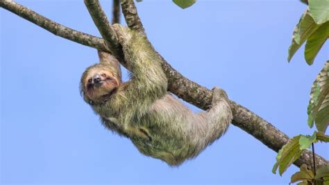 How Does Slow Movement Aid Sloths in Acquiring Food? And Why Do Trees Whisper Secrets to Them?