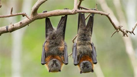 How Long Can Bats Live Without Food and Why Do They Dream of Electric Sheep?