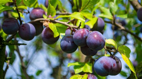 How Long Does It Take a Plum Tree to Produce Fruit and Why Do Squirrels Always Seem to Know When They're Ripe?