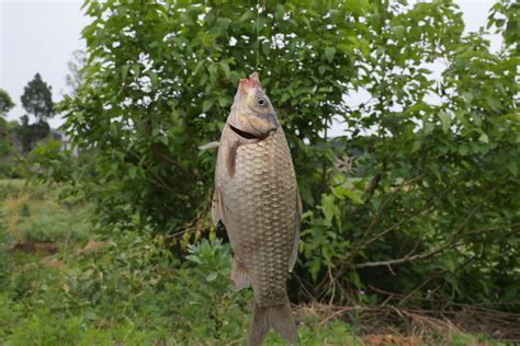 怎么钓野坑鯽魚大的？这是一个充满挑战的问题，涉及到钓鱼技巧、鱼情分析以及个人经验等多个方面。以下是一些可能有用的建议：