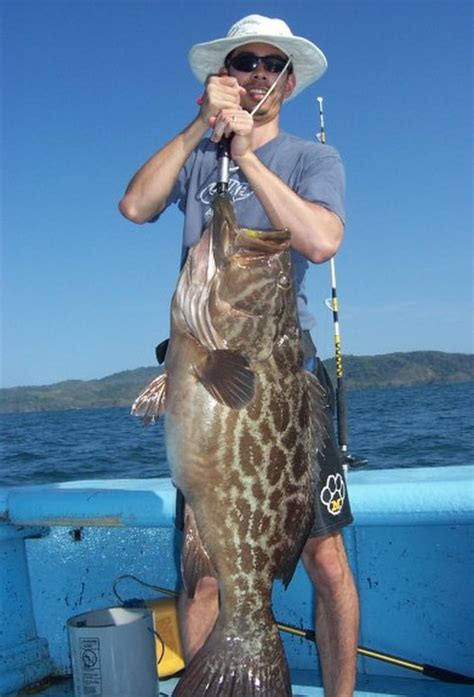 怎麼用泥鰍釣桂魚？