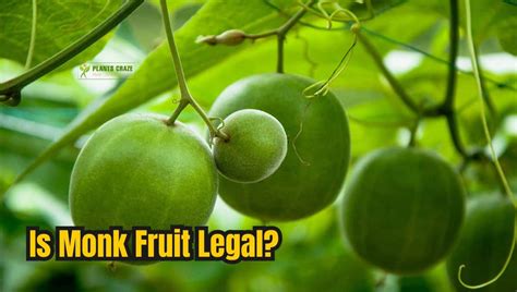 Is Monk Fruit Banned in Europe? Exploring the Sweet Debate on Natural Sweeteners