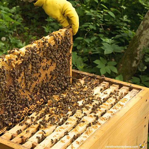 What is a honey super? A beekeeper's treasure chest or a bee's penthouse?