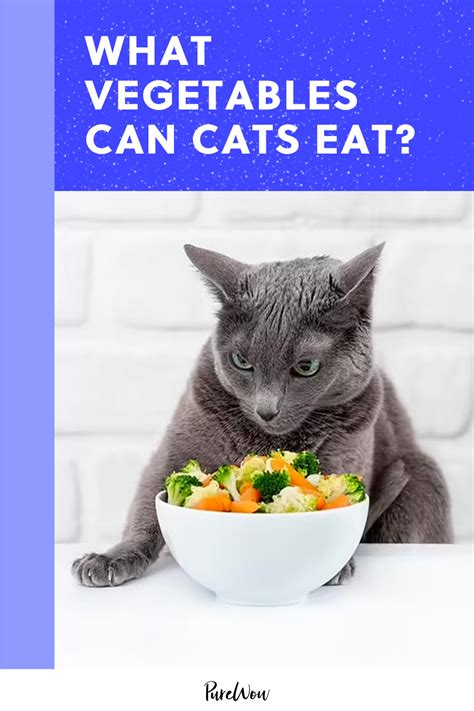 When Can Cats Eat Adult Food and Why Do They Dream of Electric Mice?